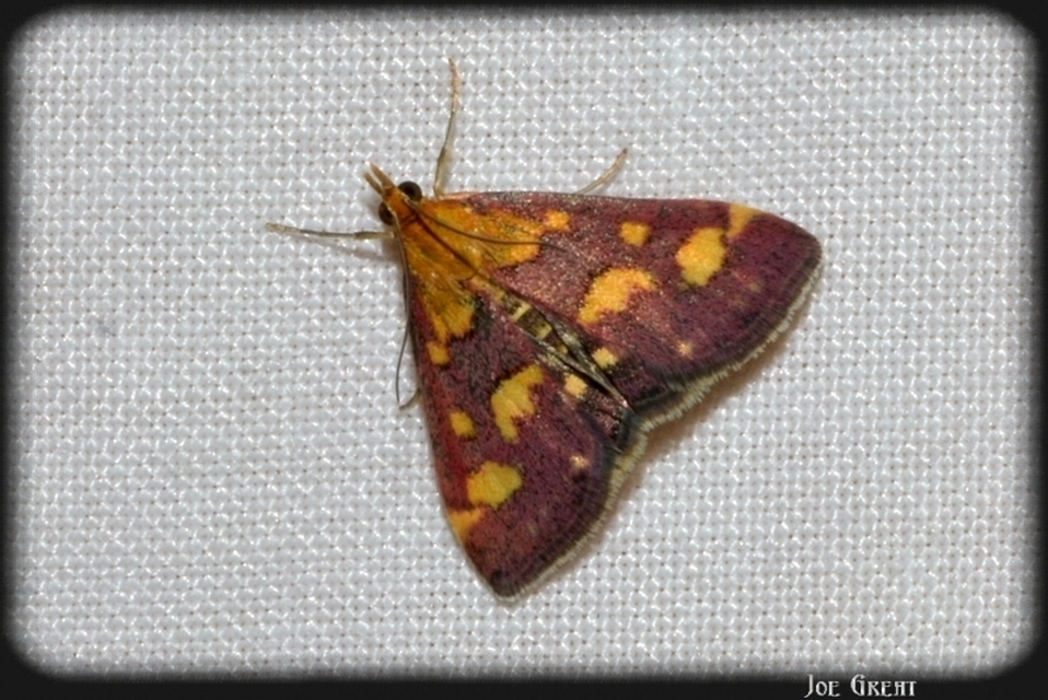 Pyrausta purpuralis - közönséges bíbormoly