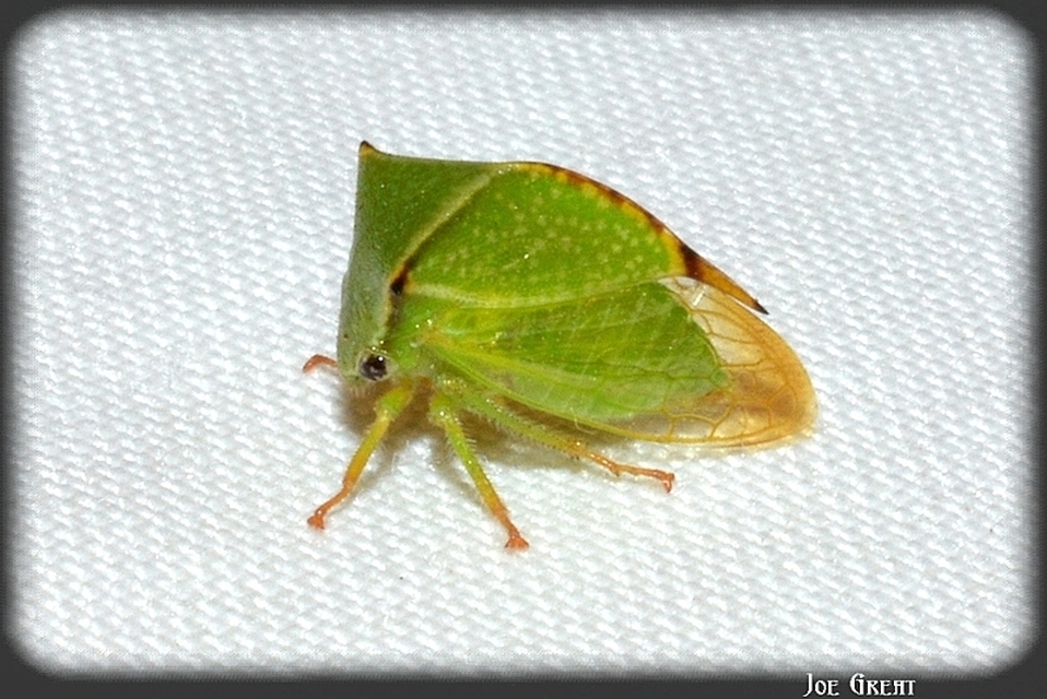 Stictocephala bisonia - bivalykabóca