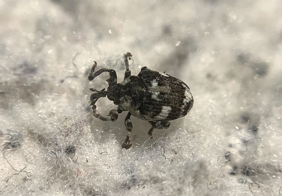 Hadroplontus trimaculatus - háromfoltos aszatormányos