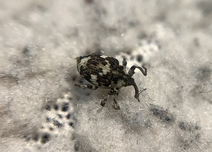 Hadroplontus trimaculatus - háromfoltos aszatormányos