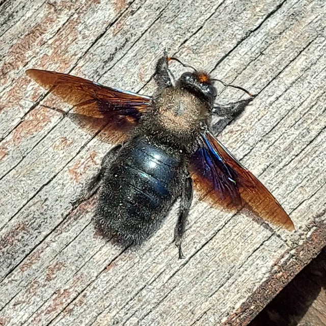 Xylocopa violacea - kék fadongó