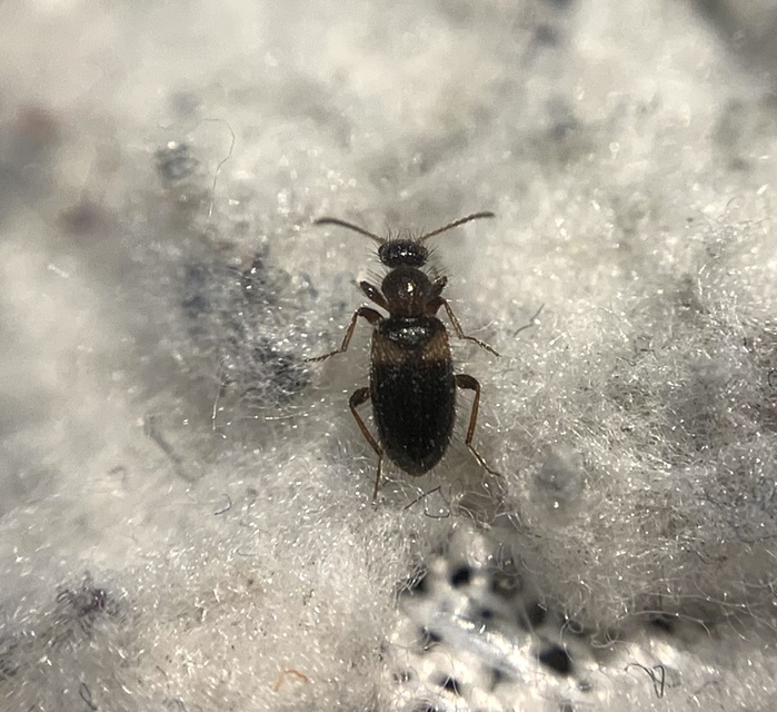 Hirticollis hispidus - szőrös fürgebogár