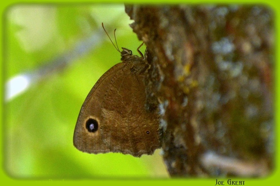 Minois dryas - fekete szemeslepke