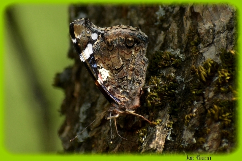 Vanessa atalanta - atalantalepke