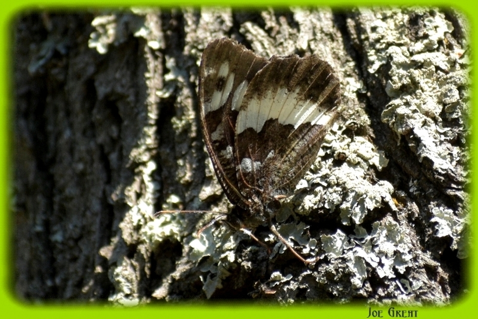 Brintesia circe - fehéröves szemeslepke