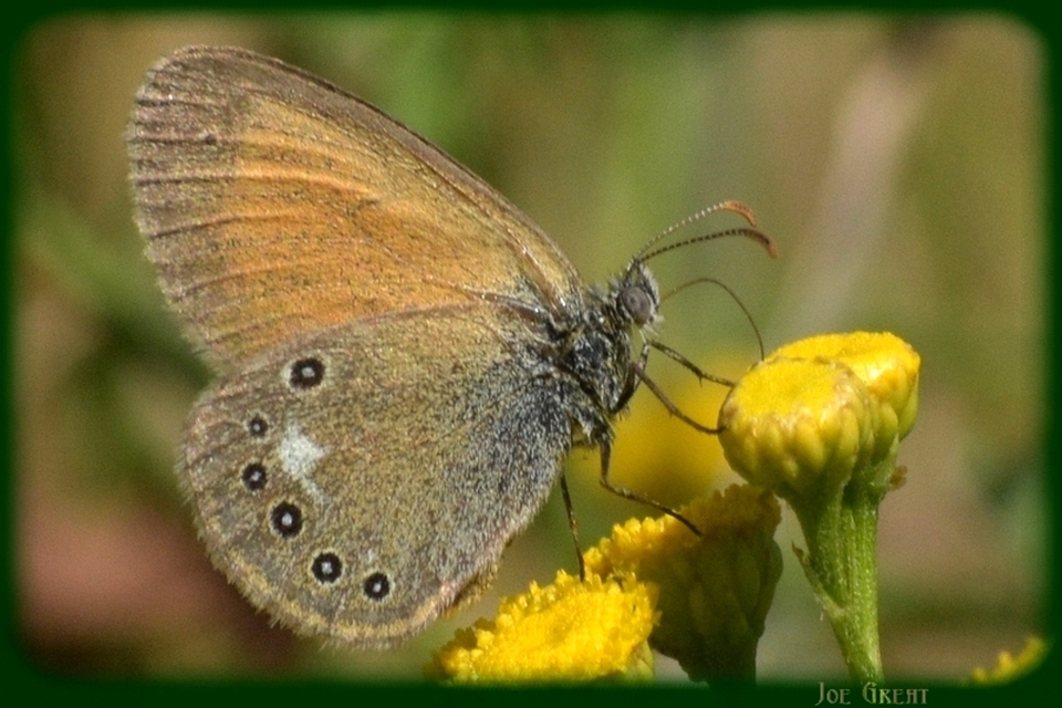 Coenonympha glycerion - közönséges szénalepke