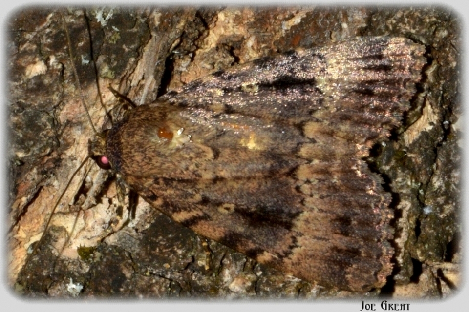 Amphipyra berbera/pyramidea