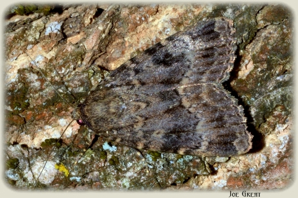 Amphipyra berbera/pyramidea