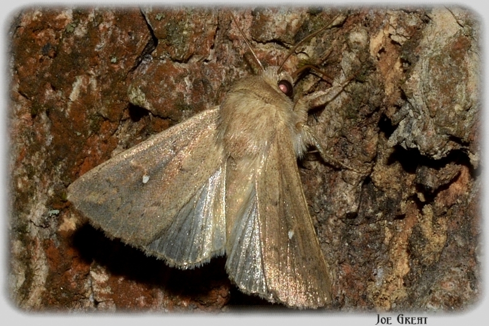 Mythimna albipuncta - fehérpettyes rétibagoly