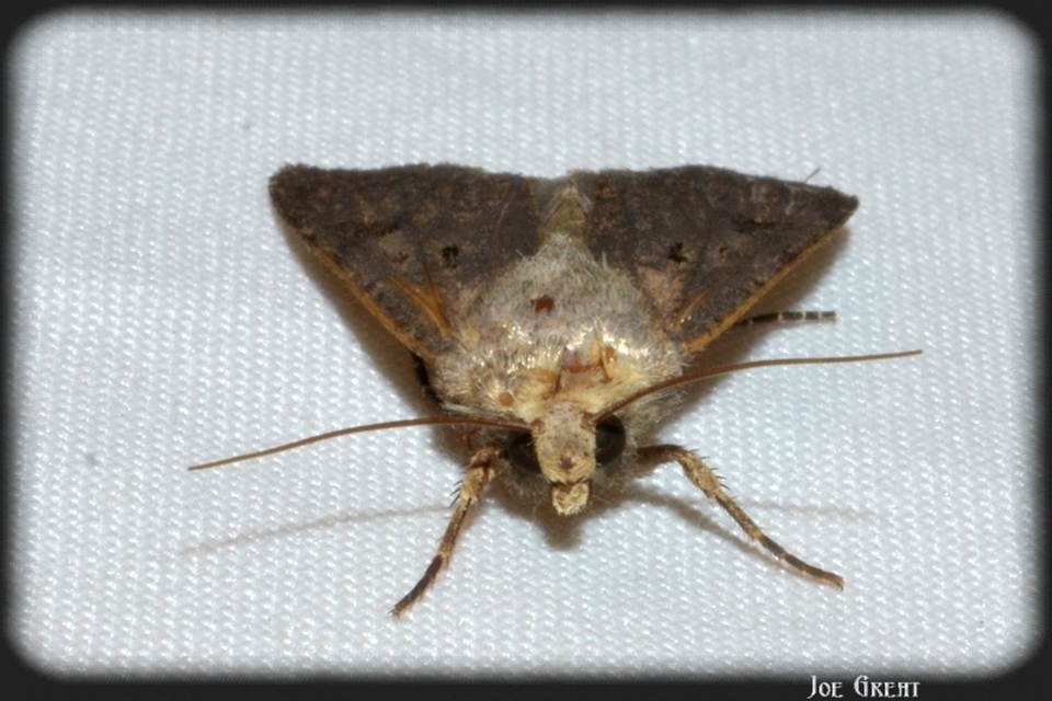 Agrotis exclamationis - felkiáltójeles földibagoly