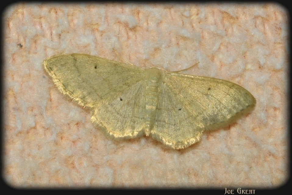 Idaea straminata - szalmasárga sávosaraszoló