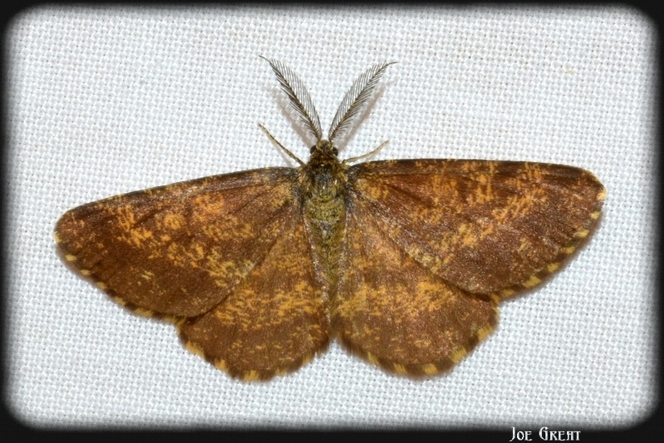 Ematurga atomaria - barna rétiaraszoló