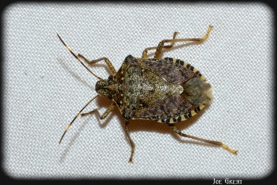 Halyomorpha halys - ázsiai márványospoloska