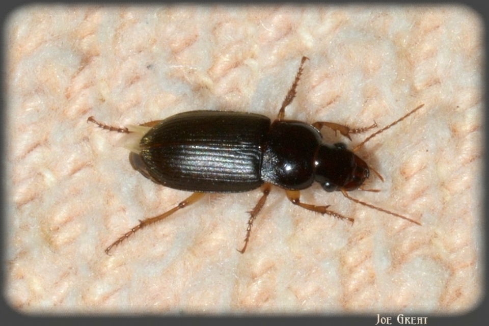 Harpalus griseus - kis selymesfutó