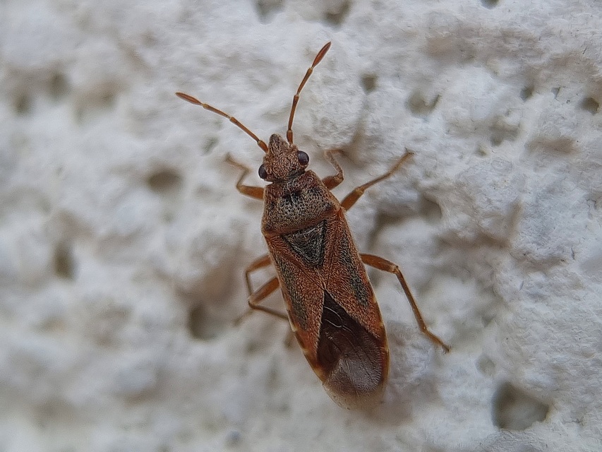 Arocatus longiceps - platánbodobács