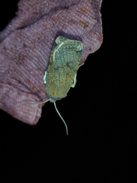 Conistra veronicae - veronika-őszibagoly