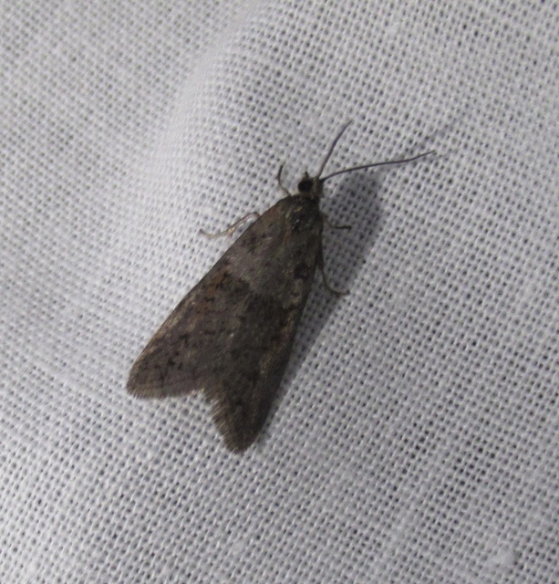 Tortricodes alternella - tavaszi sodrómoly