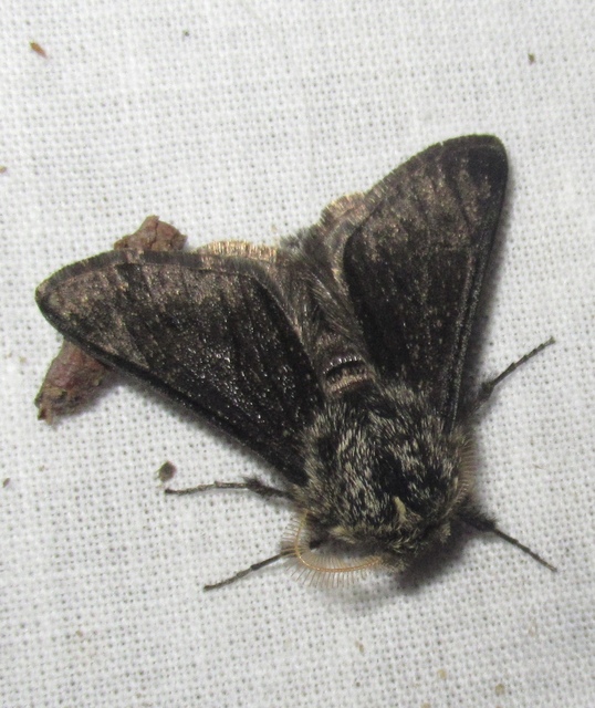 Apocheima hispidaria - borzas tavasziaraszoló