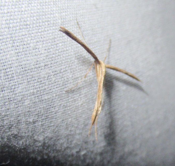 Emmelina monodactyla/argoteles