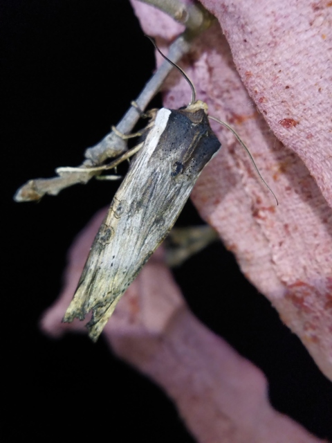 Xylena exsoleta - szürke fabagoly