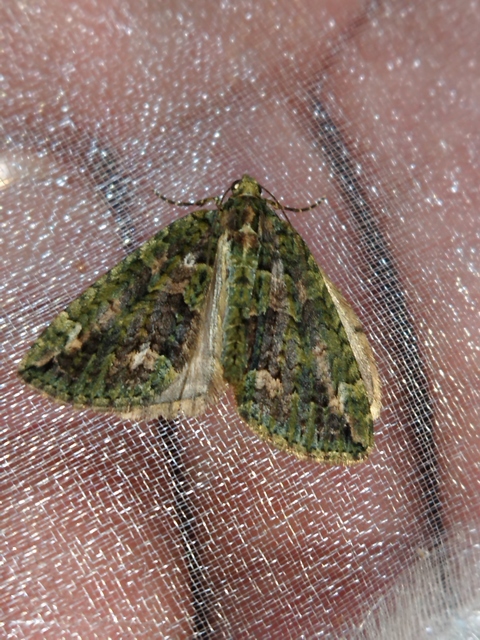 Chloroclysta siterata - salátazöld araszoló