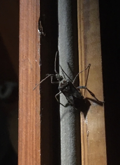 Leptoglossus occidentalis - nyugati levéllábú poloska