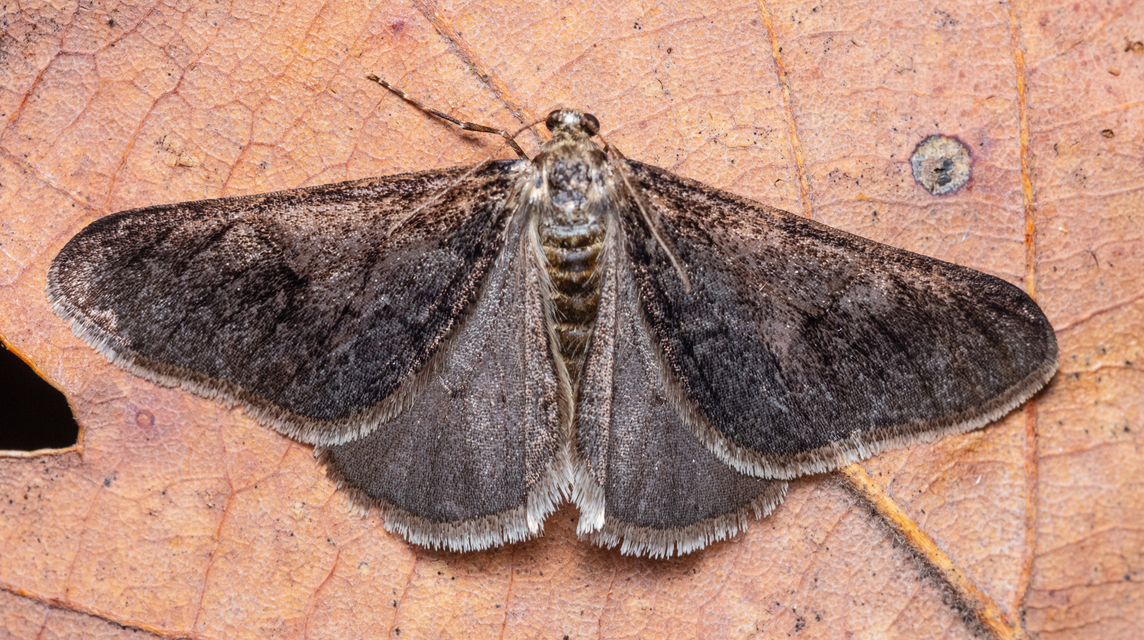 Agriopis leucophaearia - tölgy-tavasziaraszoló