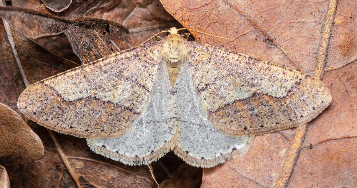 Agriopis marginaria - sárgás téliaraszoló