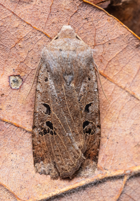 Conistra rubiginosa - szürke télibagoly
