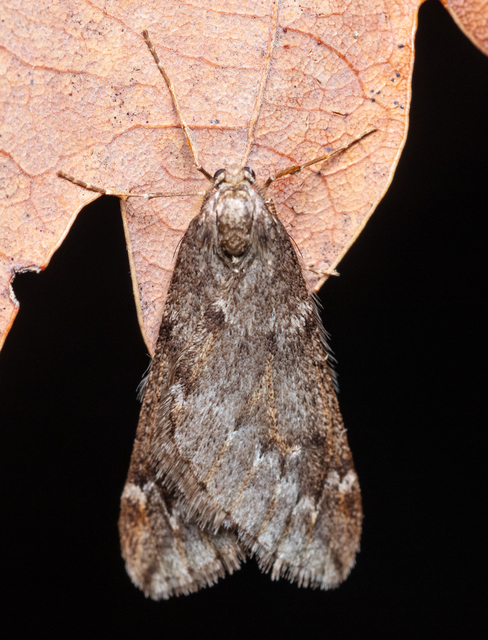 Alsophila aescularia - vadgesztenye-araszoló