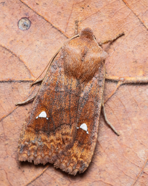 Eupsilia transversa - holdacskás télibagoly