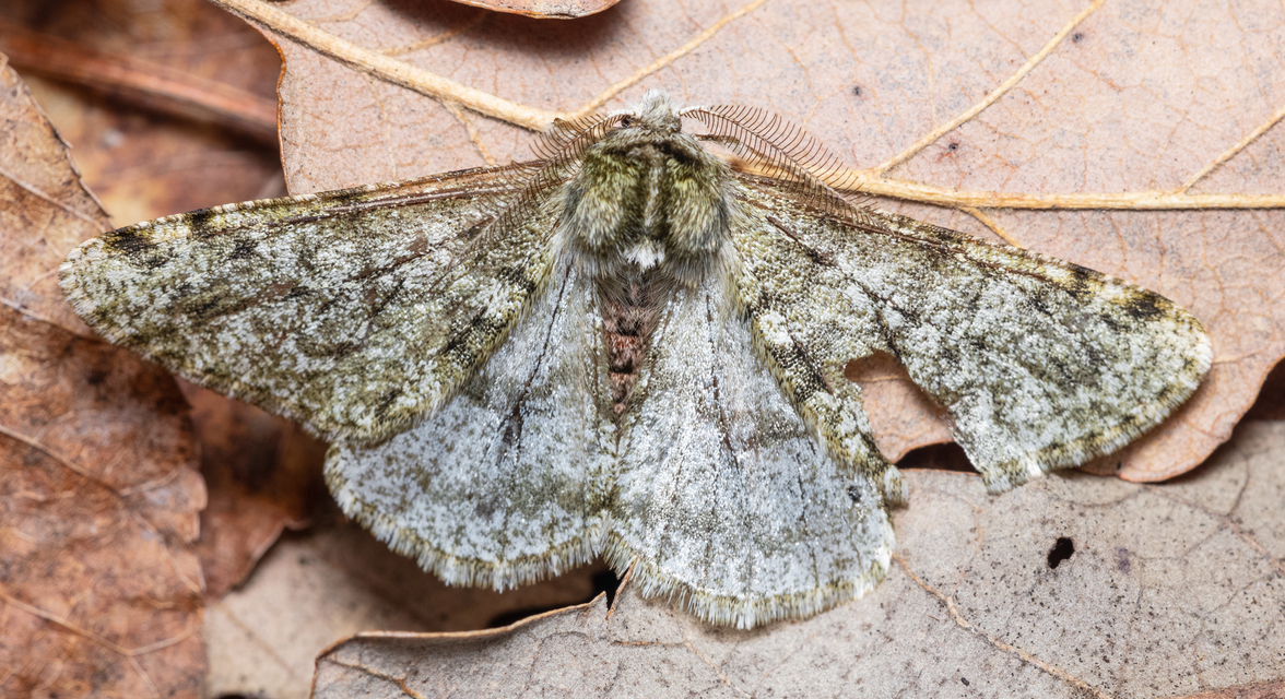 Apocheima pilosaria - zöldes tavasziaraszoló