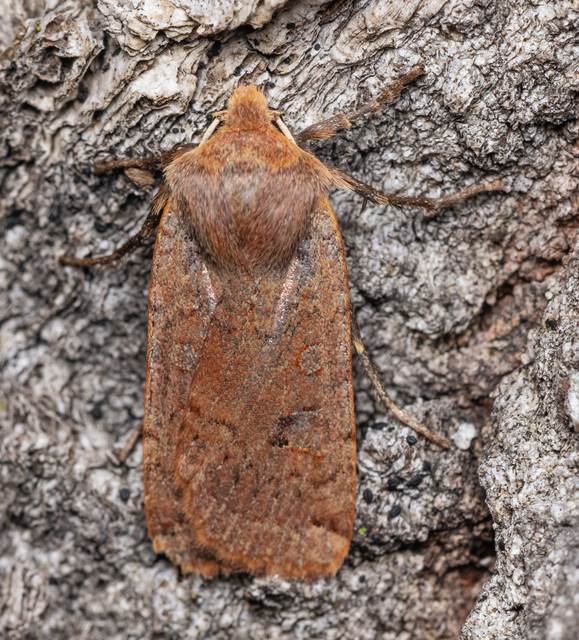 Conistra erythrocephala - vörösfejű őszibagoly
