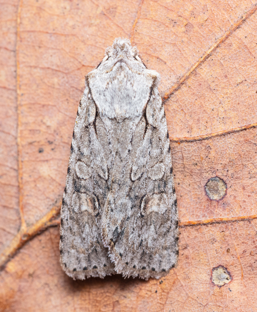 Lithophane ornitopus - közönséges fabagoly