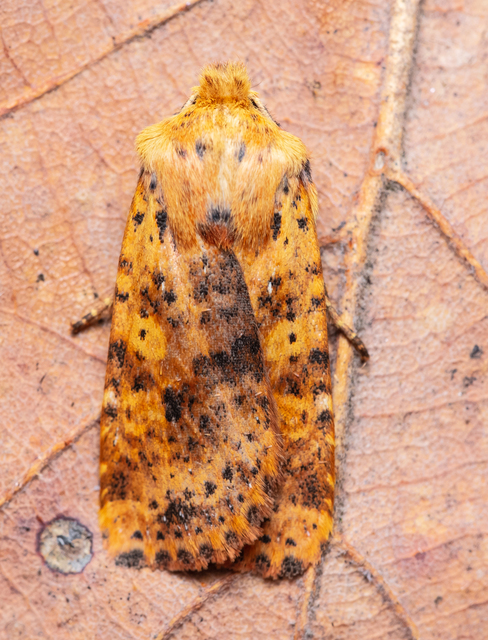 Conistra rubiginea - vörös őszibagoly
