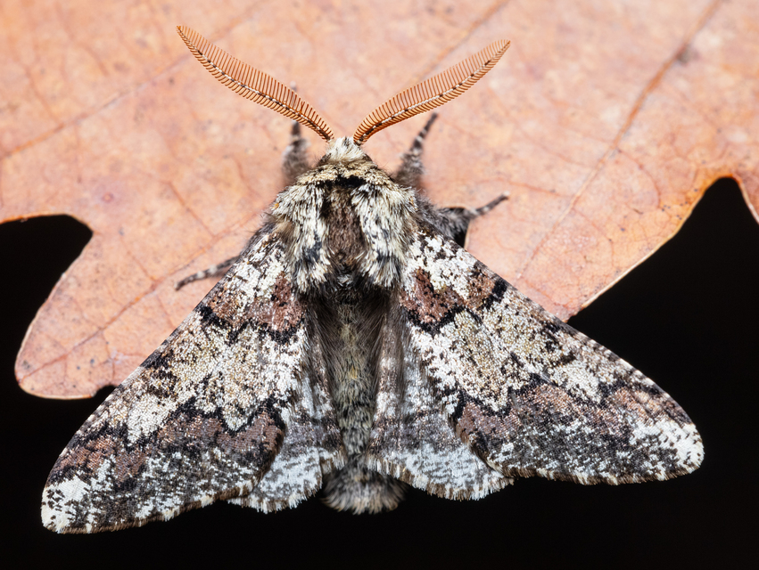 Biston strataria - barnapettyes araszoló
