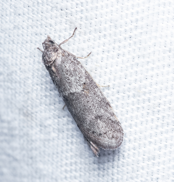Tortricodes alternella - tavaszi sodrómoly