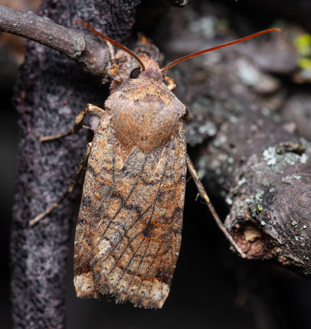 Conistra veronicae - veronika-őszibagoly