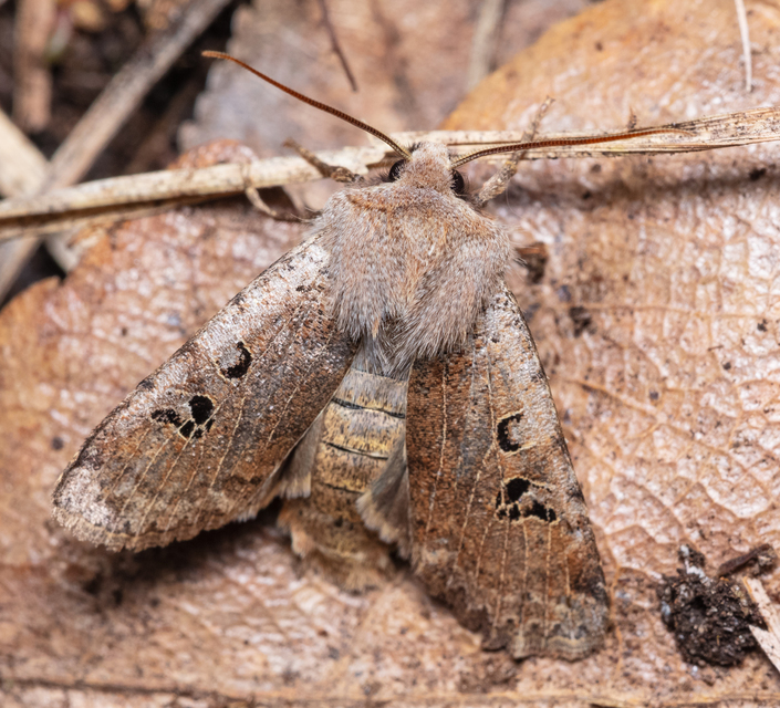 Conistra rubiginosa - szürke télibagoly