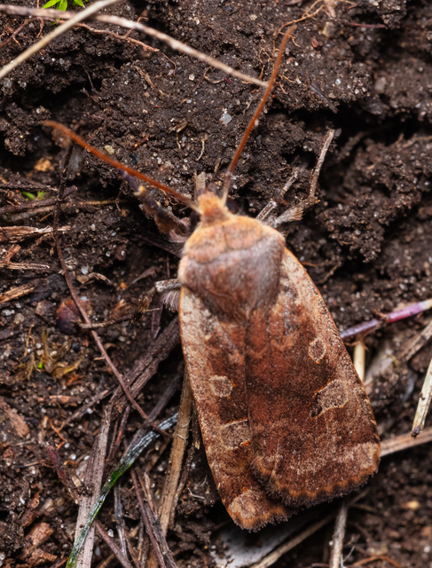 Conistra erythrocephala - vörösfejű őszibagoly