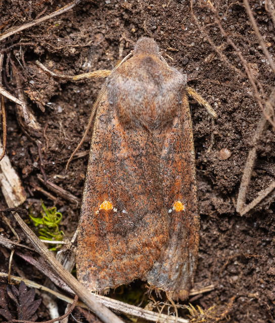 Eupsilia transversa - holdacskás télibagoly