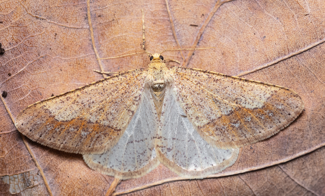 Agriopis marginaria - sárgás téliaraszoló