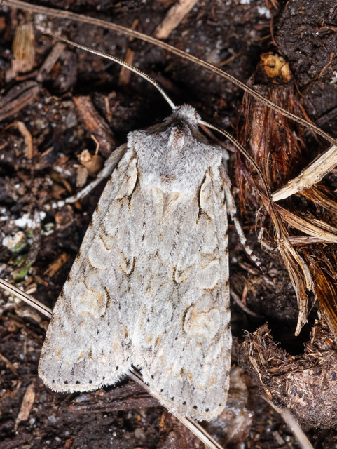 Lithophane ornitopus - közönséges fabagoly