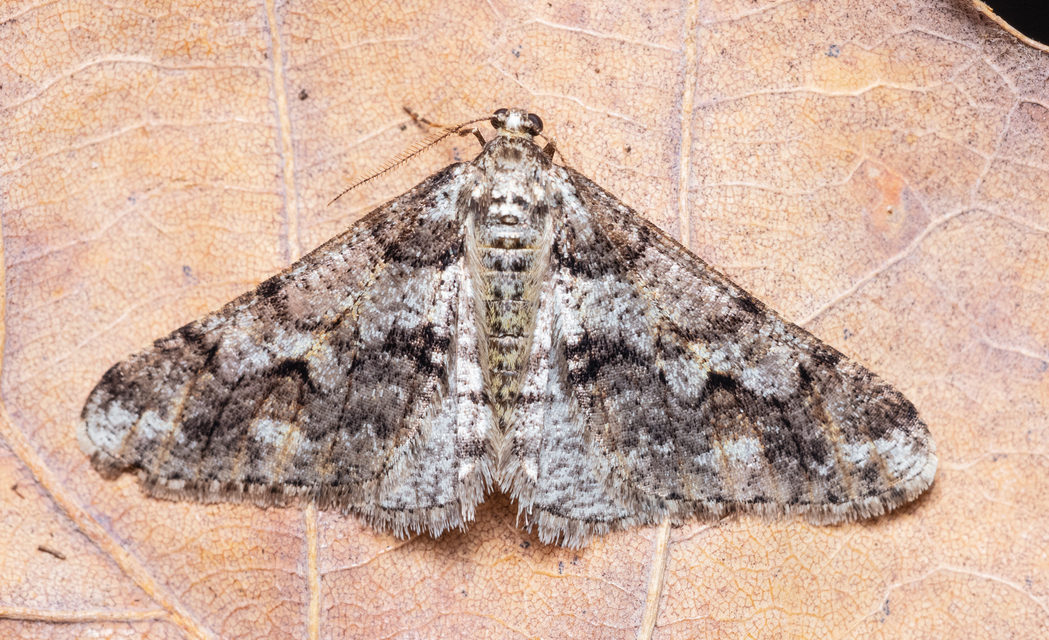 Agriopis leucophaearia - tölgy-tavasziaraszoló
