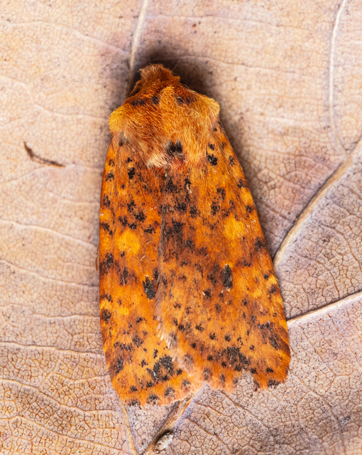 Conistra rubiginea - vörös őszibagoly