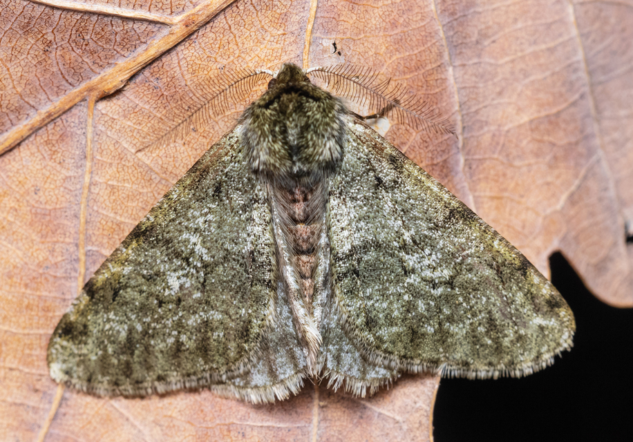 Apocheima pilosaria - zöldes tavasziaraszoló