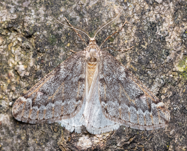 Alsophila aescularia - vadgesztenye-araszoló
