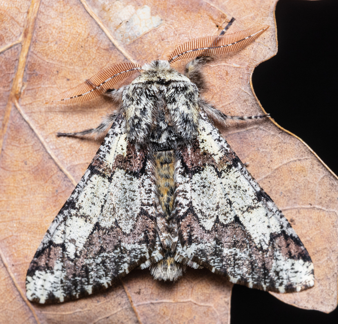 Biston strataria - barnapettyes araszoló