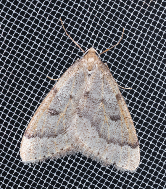 Theria rupicapraria - tavaszi kökényaraszoló