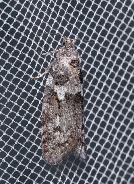 Tortricodes alternella - tavaszi sodrómoly
